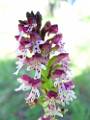 F43 orchis mauve de Jean luc Kieken 